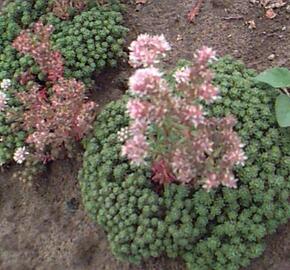 Rozchodník lydijský 'Glaucum'