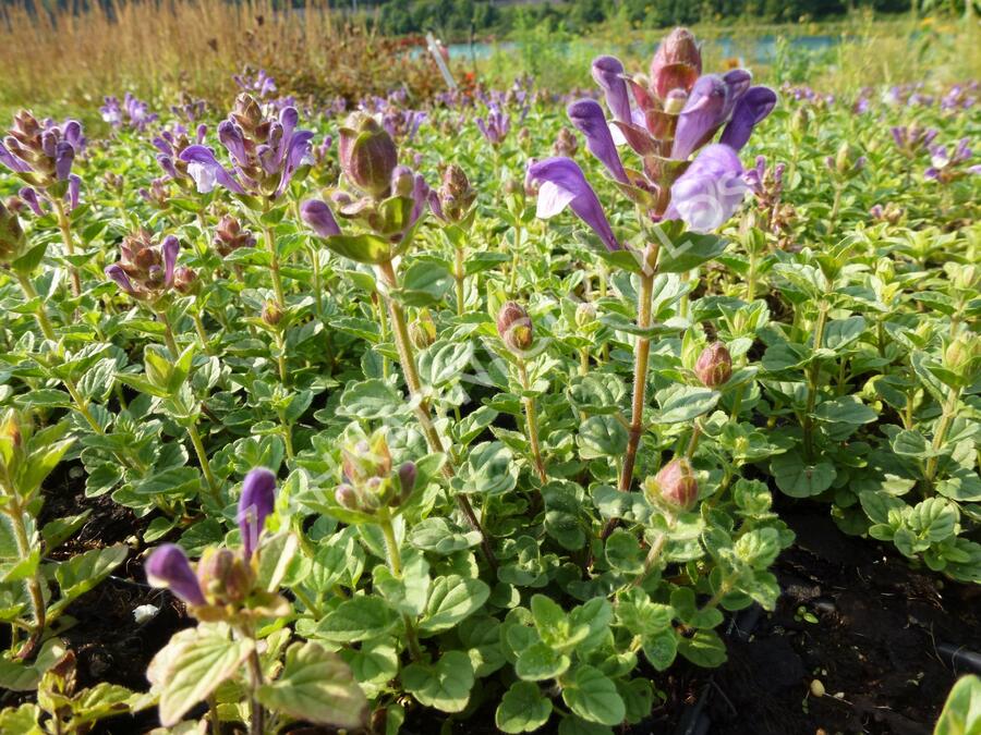 Šišák 'Himalaya Blue' - Scutellaria indica 'Himalaya Blue'