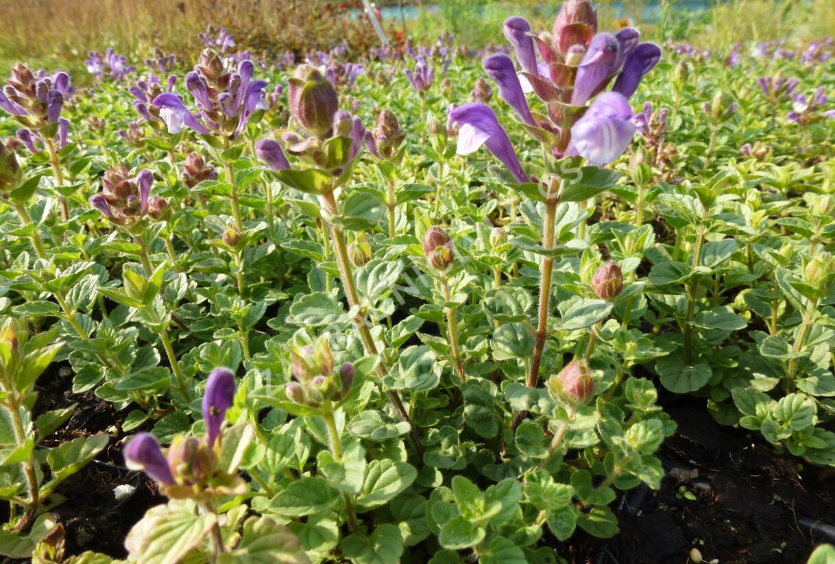 Šišák 'Himalaya Blue' - Scutellaria indica 'Himalaya Blue'