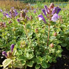 Šišák 'Himalaya Blue' - Scutellaria indica 'Himalaya Blue'