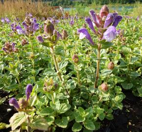 Šišák 'Himalaya Blue'