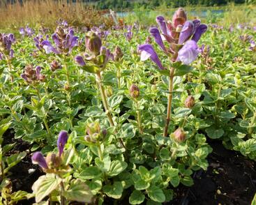 Šišák 'Himalaya Blue'