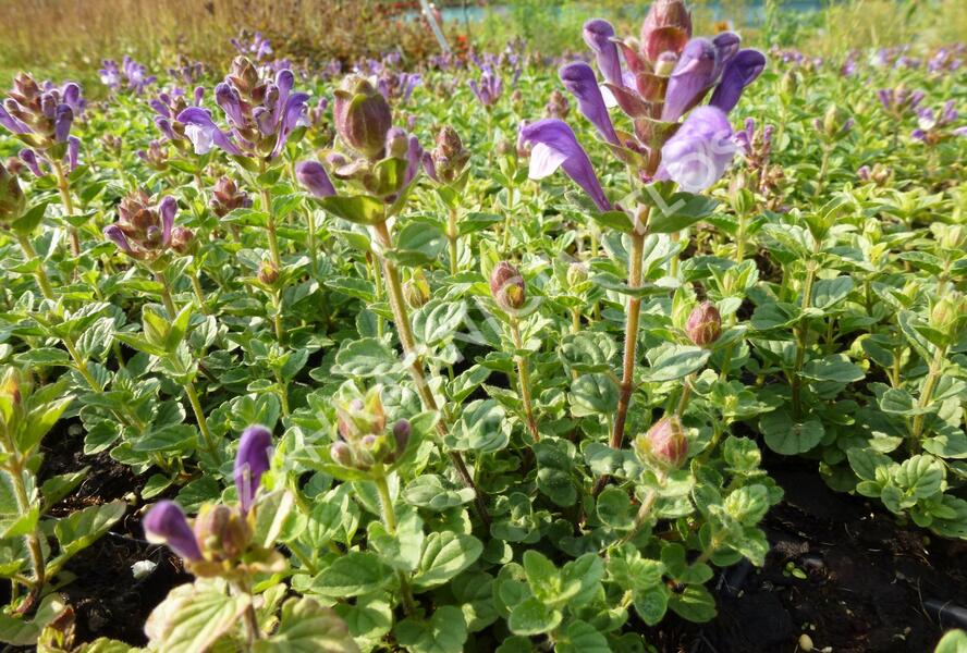 Šišák 'Himalaya Blue' - Scutellaria indica 'Himalaya Blue'