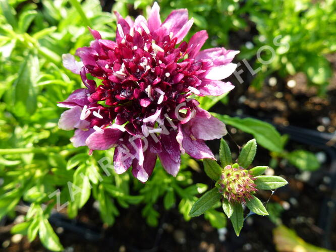 Hlaváč fialový 'Barroca' - Scabiosa columbaria 'Barroca'