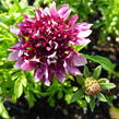 Hlaváč fialový 'Barroca' - Scabiosa columbaria 'Barroca'