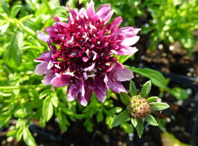 Hlaváč fialový 'Barroca' - Scabiosa columbaria 'Barroca'