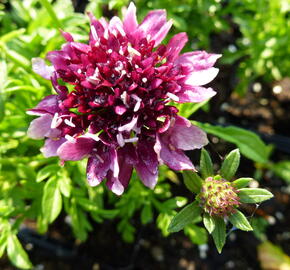 Hlaváč fialový 'Barroca' - Scabiosa columbaria 'Barroca'