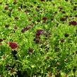 Hlaváč fialový 'Barroca' - Scabiosa columbaria 'Barroca'