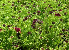 Hlaváč fialový 'Barroca' - Scabiosa columbaria 'Barroca'