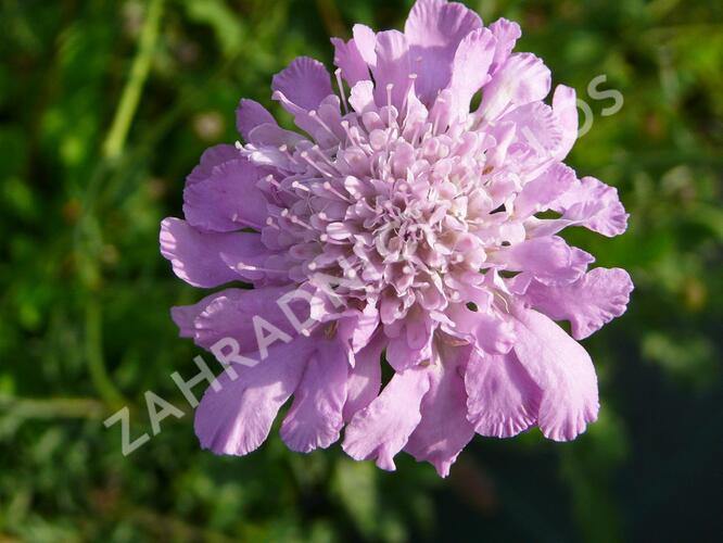 Hlaváč fialový 'Pink Mist' - Scabiosa columbaria 'Pink Mist'