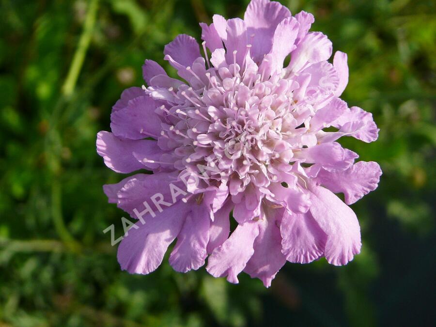 Hlaváč fialový 'Pink Mist' - Scabiosa columbaria 'Pink Mist'