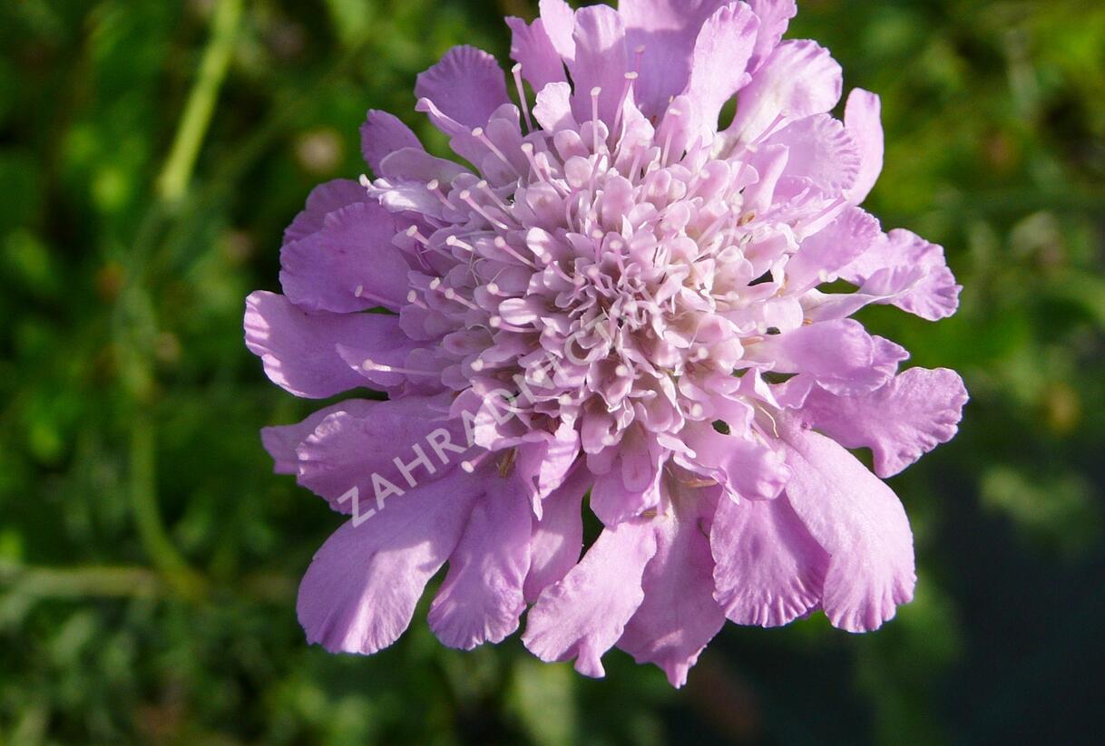 Hlaváč fialový 'Pink Mist' - Scabiosa columbaria 'Pink Mist'