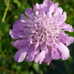 Hlaváč fialový 'Pink Mist' - Scabiosa columbaria 'Pink Mist'