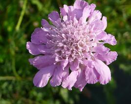 Hlaváč fialový 'Pink Mist'