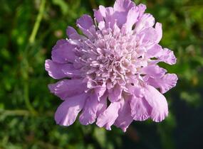 Hlaváč fialový 'Pink Mist' - Scabiosa columbaria 'Pink Mist'