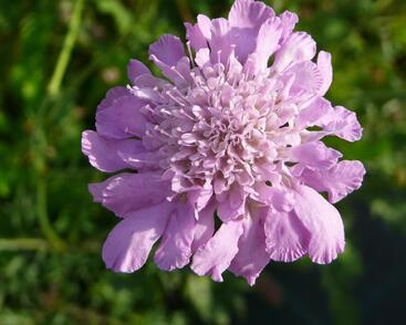 Hlaváč fialový 'Pink Mist'