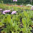 Hlaváč fialový 'Pink Mist' - Scabiosa columbaria 'Pink Mist'