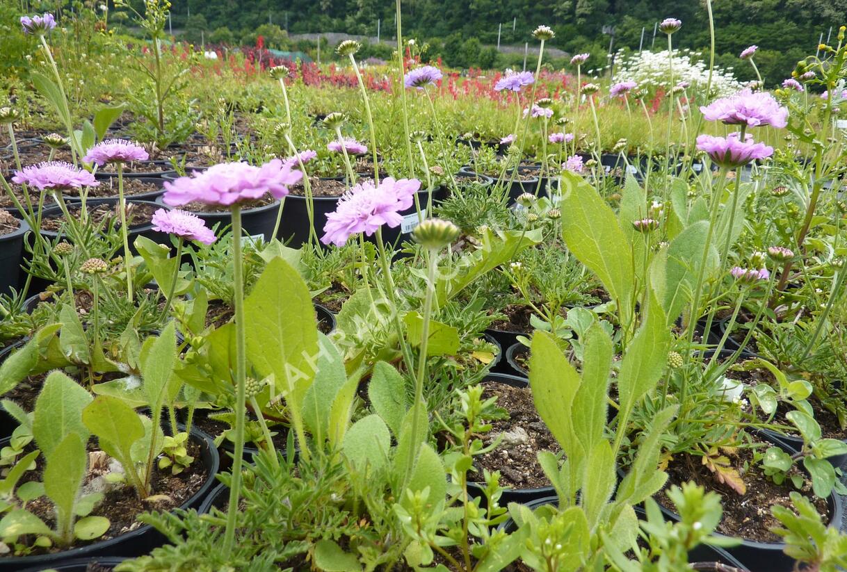 Hlaváč fialový 'Pink Mist' - Scabiosa columbaria 'Pink Mist'