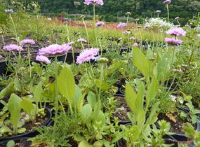 Hlaváč fialový 'Pink Mist' - Scabiosa columbaria 'Pink Mist'