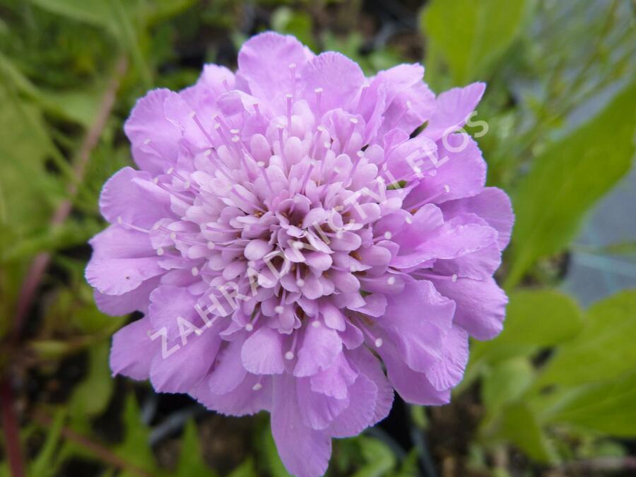 Hlaváč fialový 'Pink Mist' - Scabiosa columbaria 'Pink Mist'