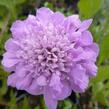 Hlaváč fialový 'Pink Mist' - Scabiosa columbaria 'Pink Mist'