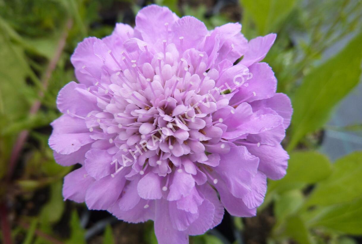 Hlaváč fialový 'Pink Mist' - Scabiosa columbaria 'Pink Mist'