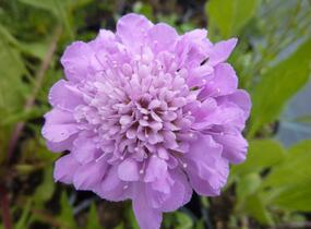 Hlaváč fialový 'Pink Mist' - Scabiosa columbaria 'Pink Mist'
