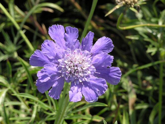 Hlaváč kavkazský - Scabiosa caucasica
