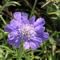 Hlaváč kavkazský - Scabiosa caucasica