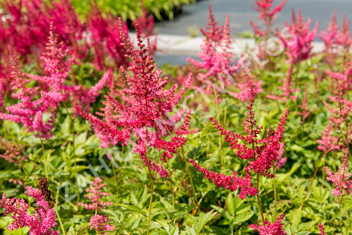 Čechrava Arendsova 'Lilli Goos' - Astilbe arendsii 'Lilli Goos'