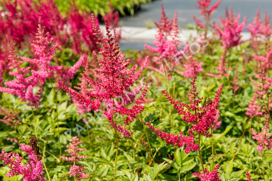 Čechrava Arendsova 'Lilli Goos' - Astilbe arendsii 'Lilli Goos'