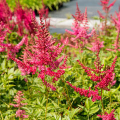 Čechrava Arendsova 'Lilli Goos' - Astilbe arendsii 'Lilli Goos'