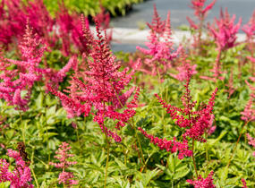 Čechrava Arendsova 'Lilli Goos' - Astilbe arendsii 'Lilli Goos'