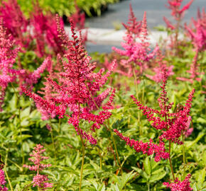 Čechrava Arendsova 'Lilli Goos' - Astilbe arendsii 'Lilli Goos'