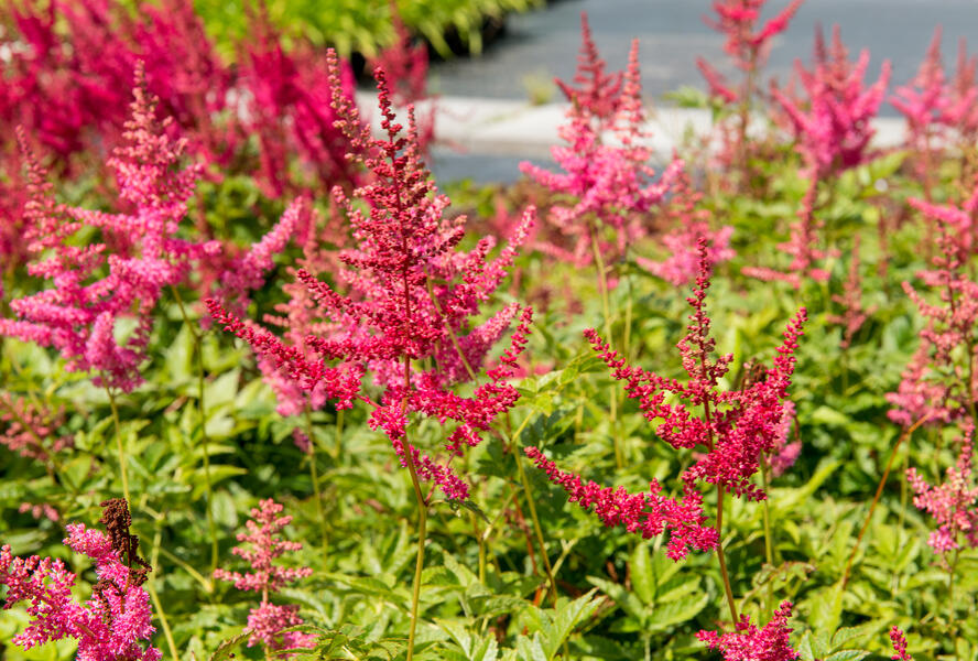 Čechrava Arendsova 'Lilli Goos' - Astilbe arendsii 'Lilli Goos'