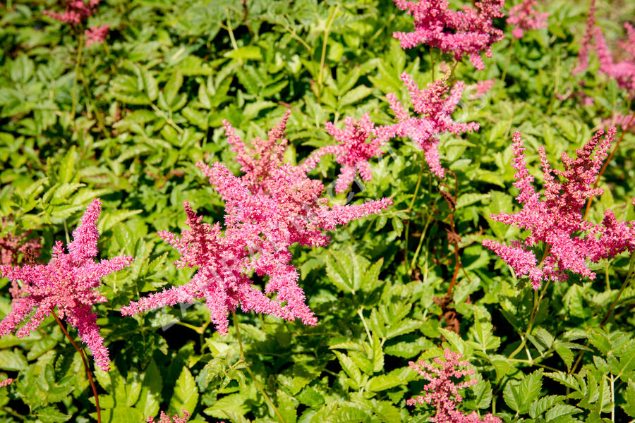 Čechrava Arendsova 'Lilli Goos' - Astilbe arendsii 'Lilli Goos'