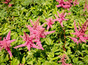 Čechrava Arendsova 'Lilli Goos' - Astilbe arendsii 'Lilli Goos'