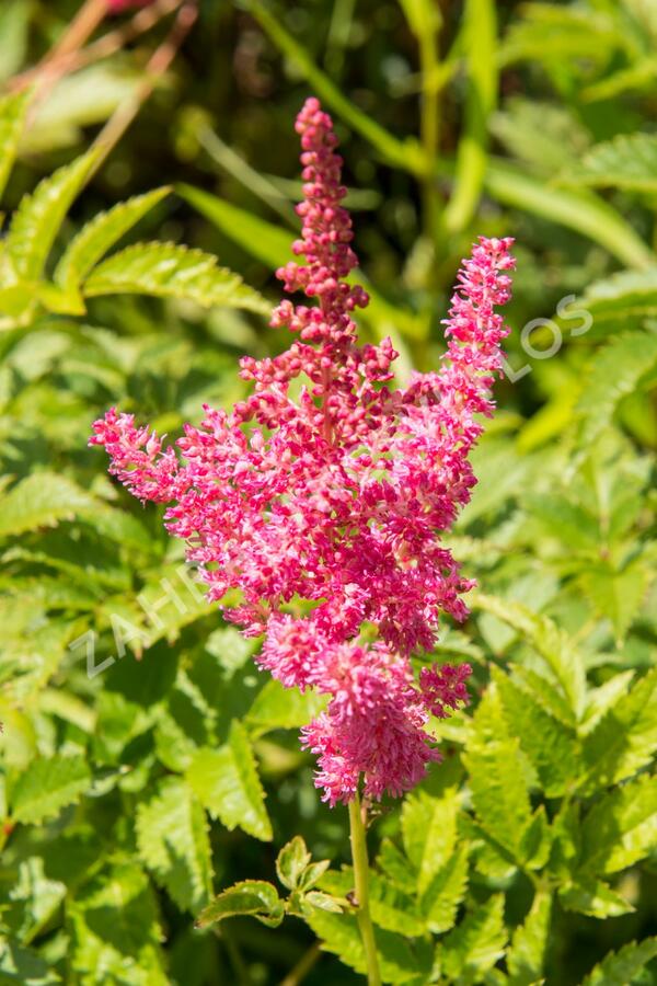 Čechrava Arendsova 'Lilli Goos' - Astilbe arendsii 'Lilli Goos'