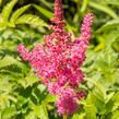 Čechrava Arendsova 'Lilli Goos' - Astilbe arendsii 'Lilli Goos'