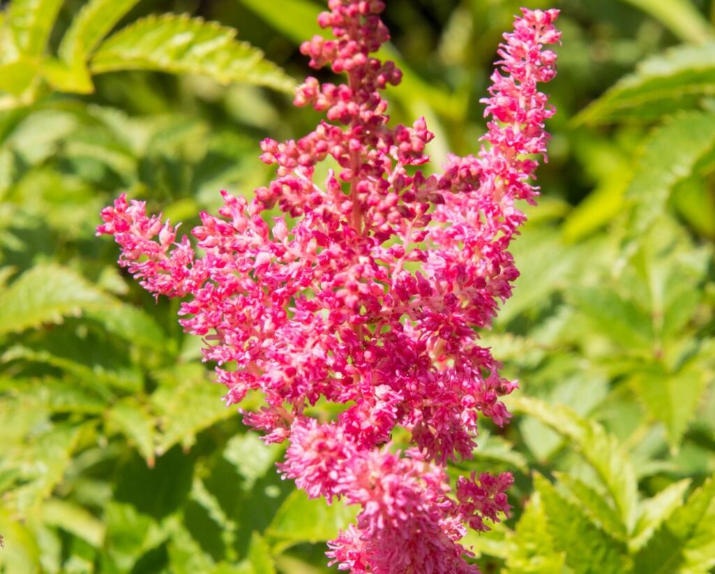 Čechrava Arendsova 'Lilli Goos' - Astilbe arendsii 'Lilli Goos'