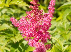 Čechrava Arendsova 'Lilli Goos' - Astilbe arendsii 'Lilli Goos'