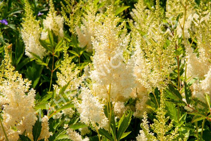 Čechrava Arendsova 'Weiße Gloria' - Astilbe arendsii 'Weiße Gloria'