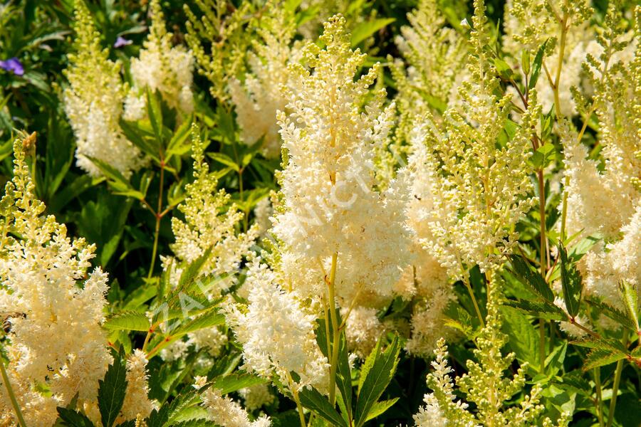 Čechrava Arendsova 'Weiße Gloria' - Astilbe arendsii 'Weiße Gloria'