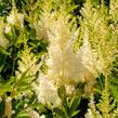 Čechrava Arendsova 'Weiße Gloria' - Astilbe arendsii 'Weiße Gloria'