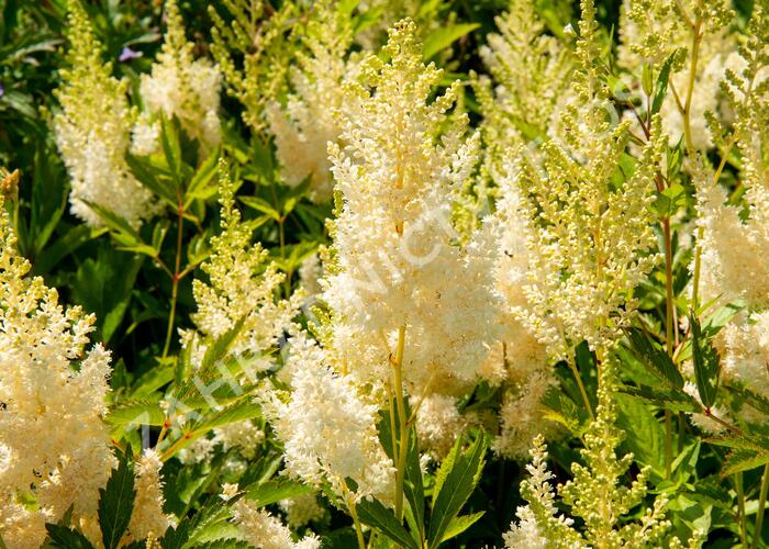Čechrava Arendsova 'Weiße Gloria' - Astilbe arendsii 'Weiße Gloria'
