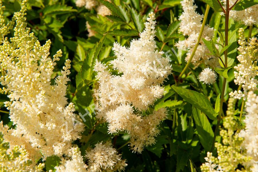 Čechrava Arendsova 'Weiße Gloria' - Astilbe arendsii 'Weiße Gloria'
