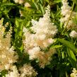 Čechrava Arendsova 'Weiße Gloria' - Astilbe arendsii 'Weiße Gloria'