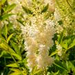 Čechrava Arendsova 'Weiße Gloria' - Astilbe arendsii 'Weiße Gloria'
