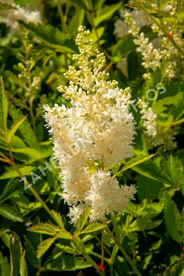 Čechrava Arendsova 'Weiße Gloria' - Astilbe arendsii 'Weiße Gloria'