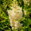 Čechrava Arendsova 'Weiße Gloria' - Astilbe arendsii 'Weiße Gloria'